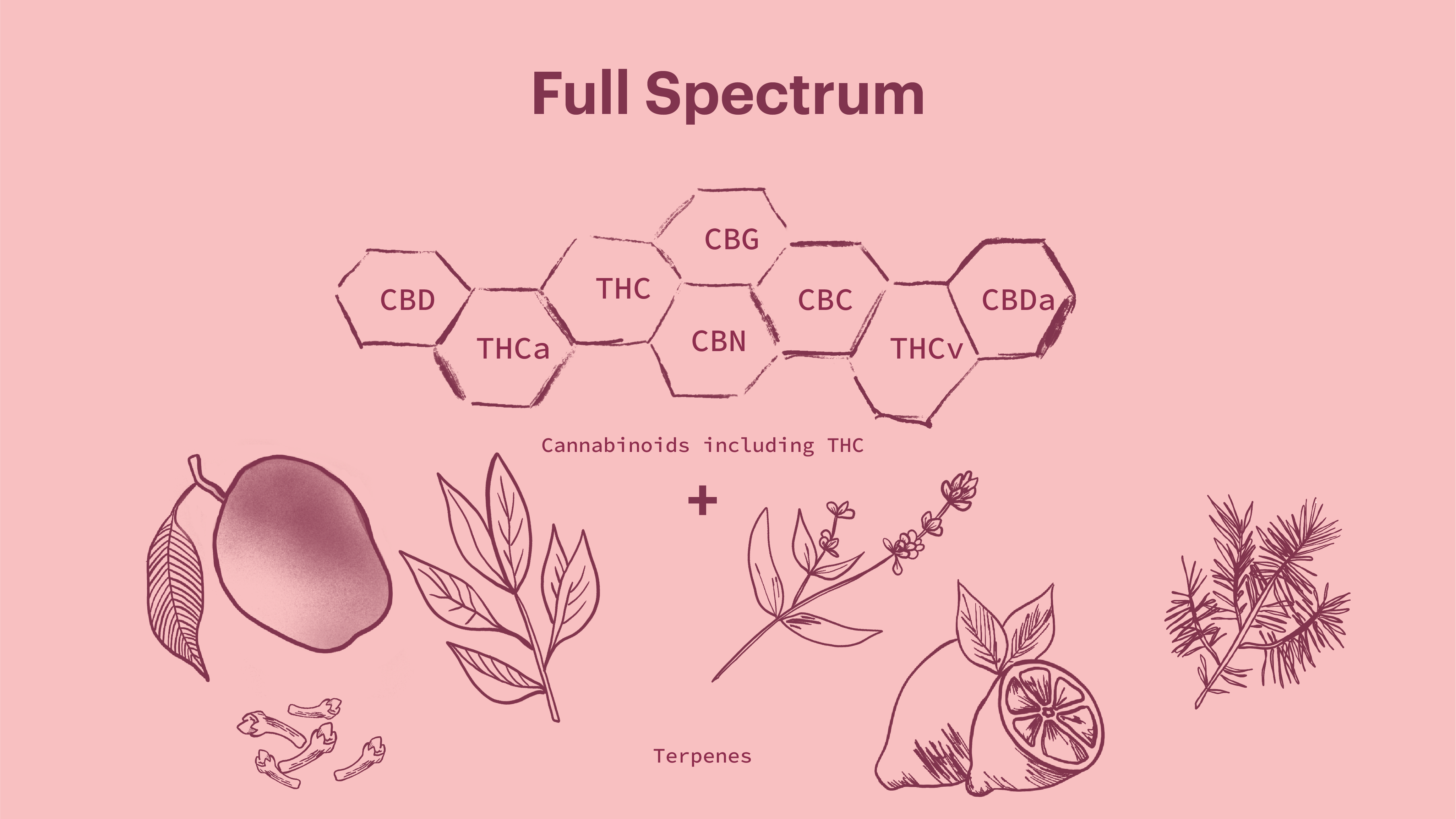 Cannabis Distillate vs. Full Spectrum: Everything You Need To Know
