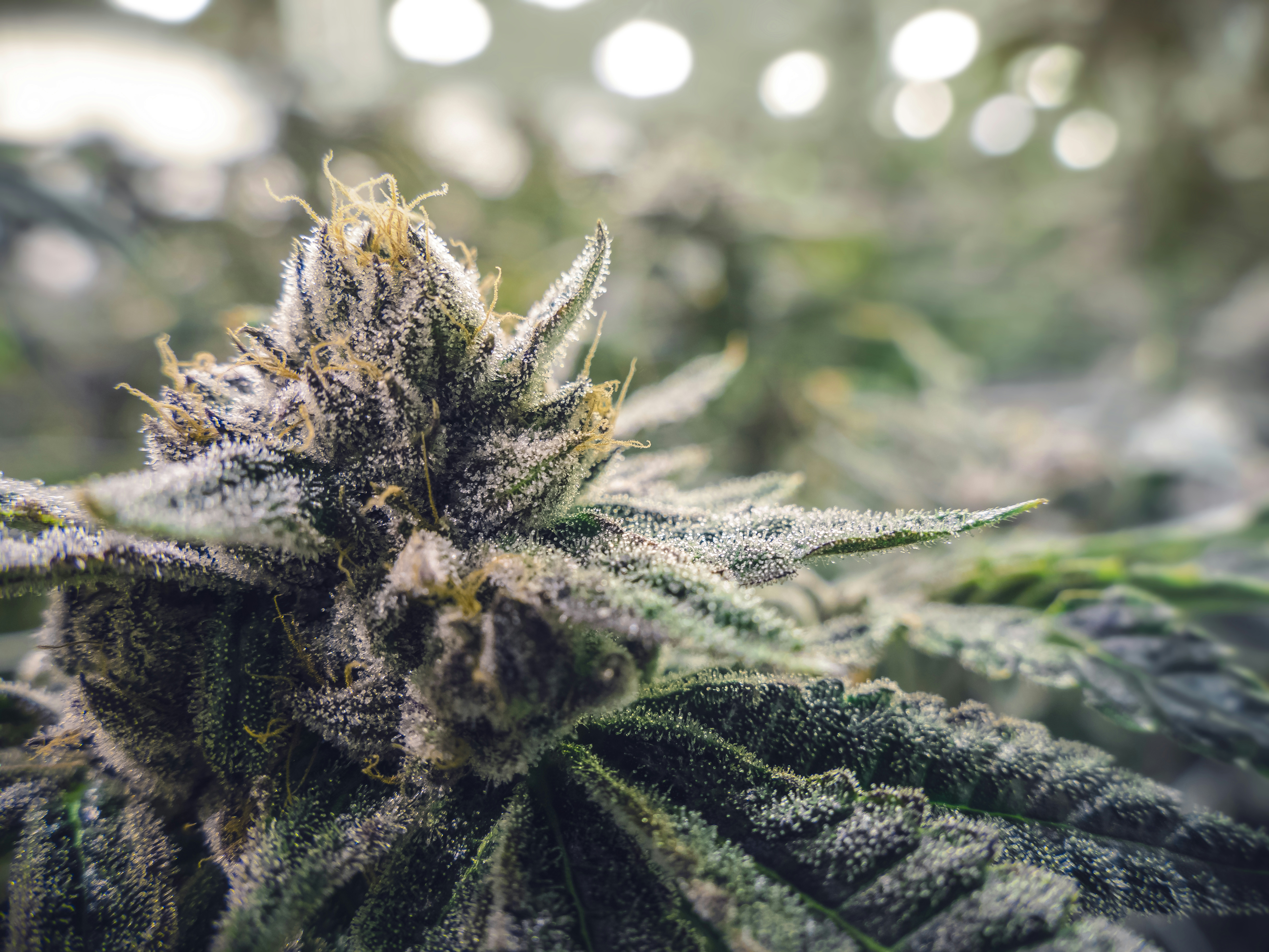 A Beginners Guide On How To Grow Weed Outdoors