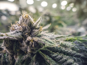 How To Grow Cannabis: A Step-by-Step Guide For Beginners