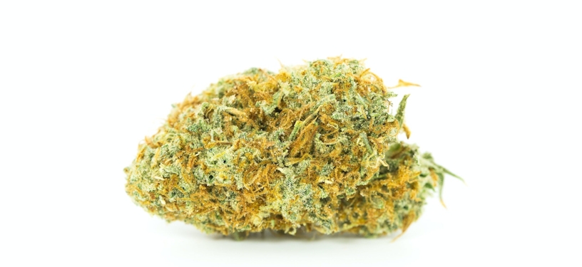 Want To Grow Weed Outside? These Are The Best Strains For Different Climates