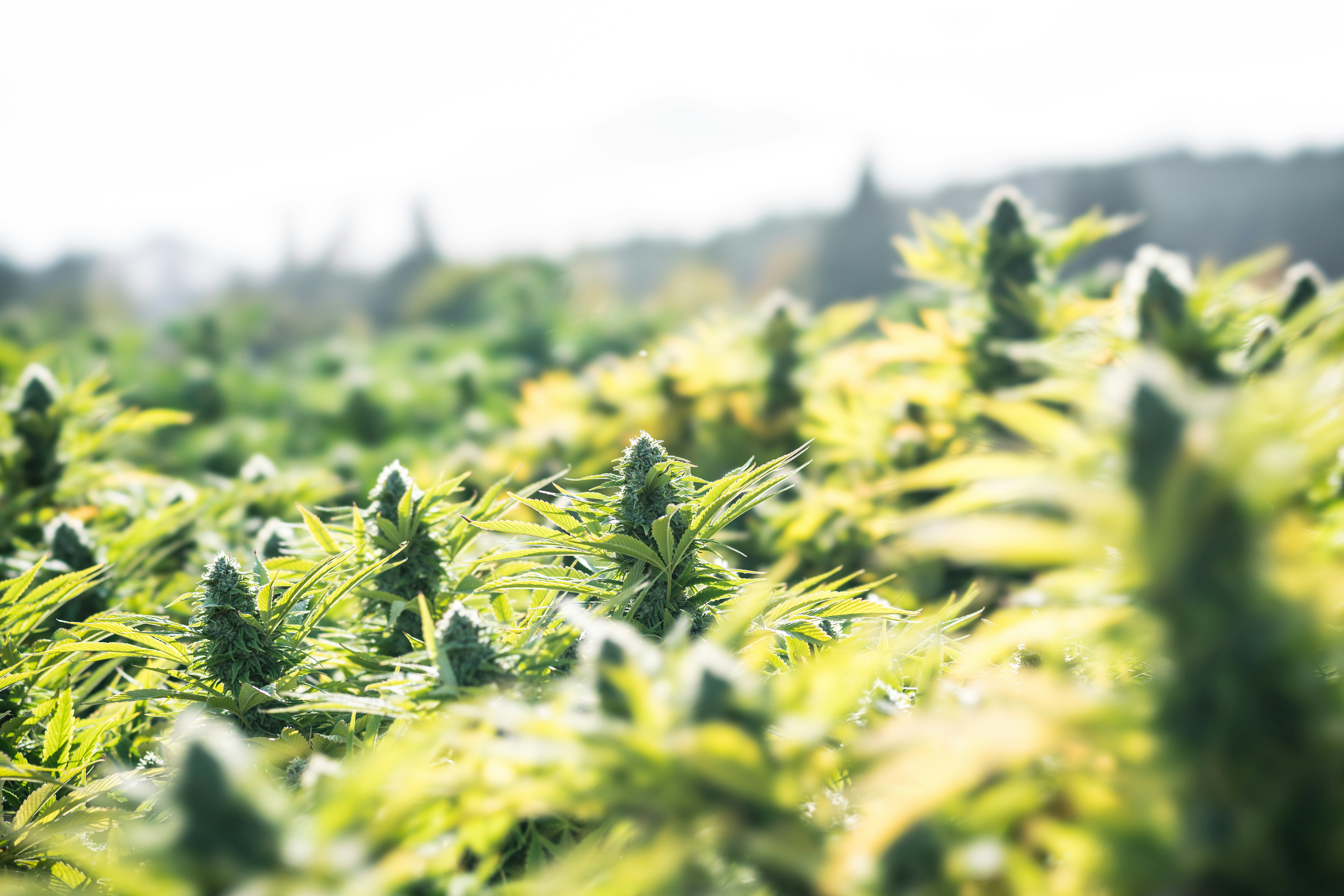 How To Grow Marijuana Outdoors: The Complete Guide