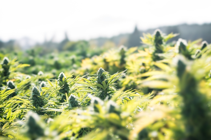 How To Grow Marijuana Outdoors: The Complete Guide