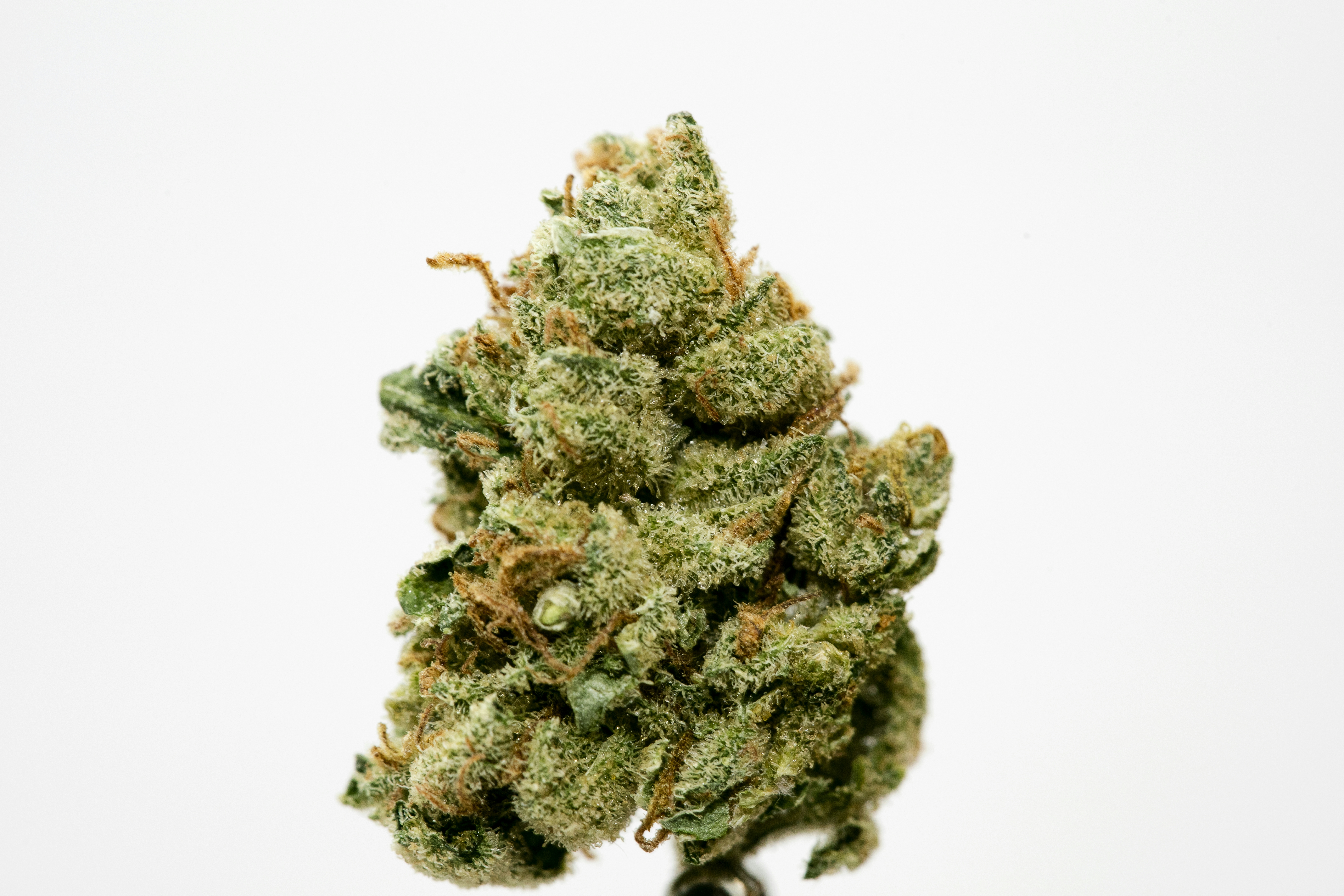 Cannabis For Focus: The Best Weed Strains For Studying