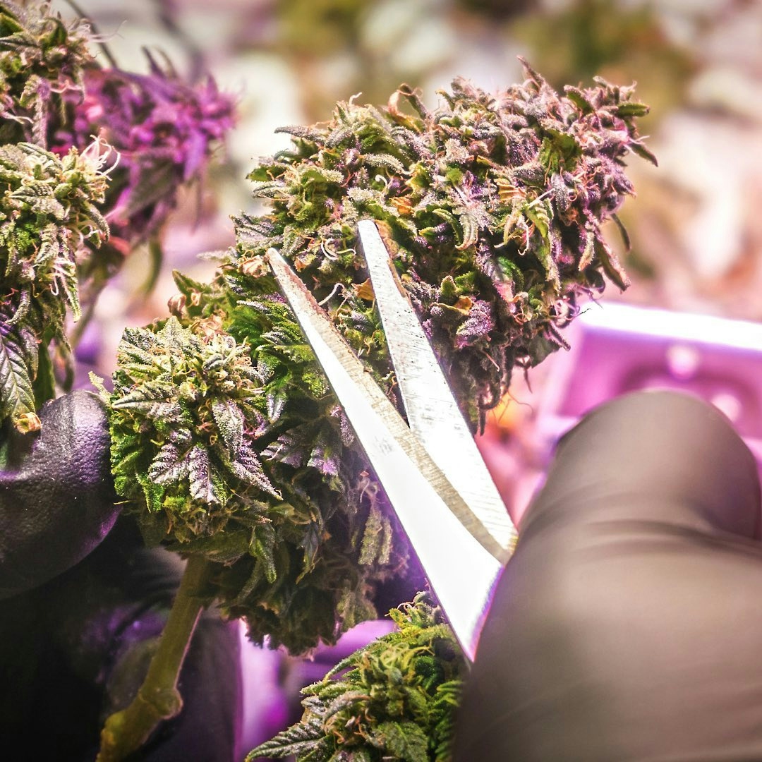 CBD & Skincare: A New Routine For Summer