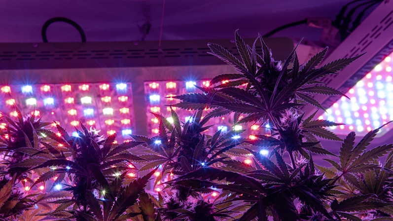 How To Grow Purple Weed