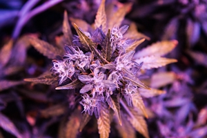 How To Grow Purple Weed