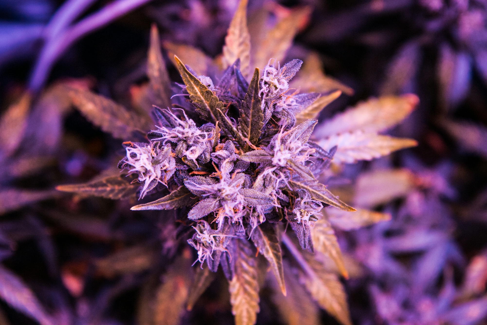 How To Grow Purple Weed | Herb