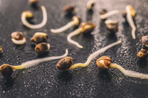 How To Germinate Cannabis Seeds In A Few Easy Steps