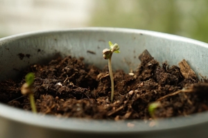 How To Germinate Cannabis Seeds In A Few Easy Steps