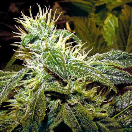 Nirvana Seeds Review: Everything You Need To Know