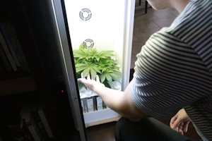 How To Grow Weed From Home With Grow Box