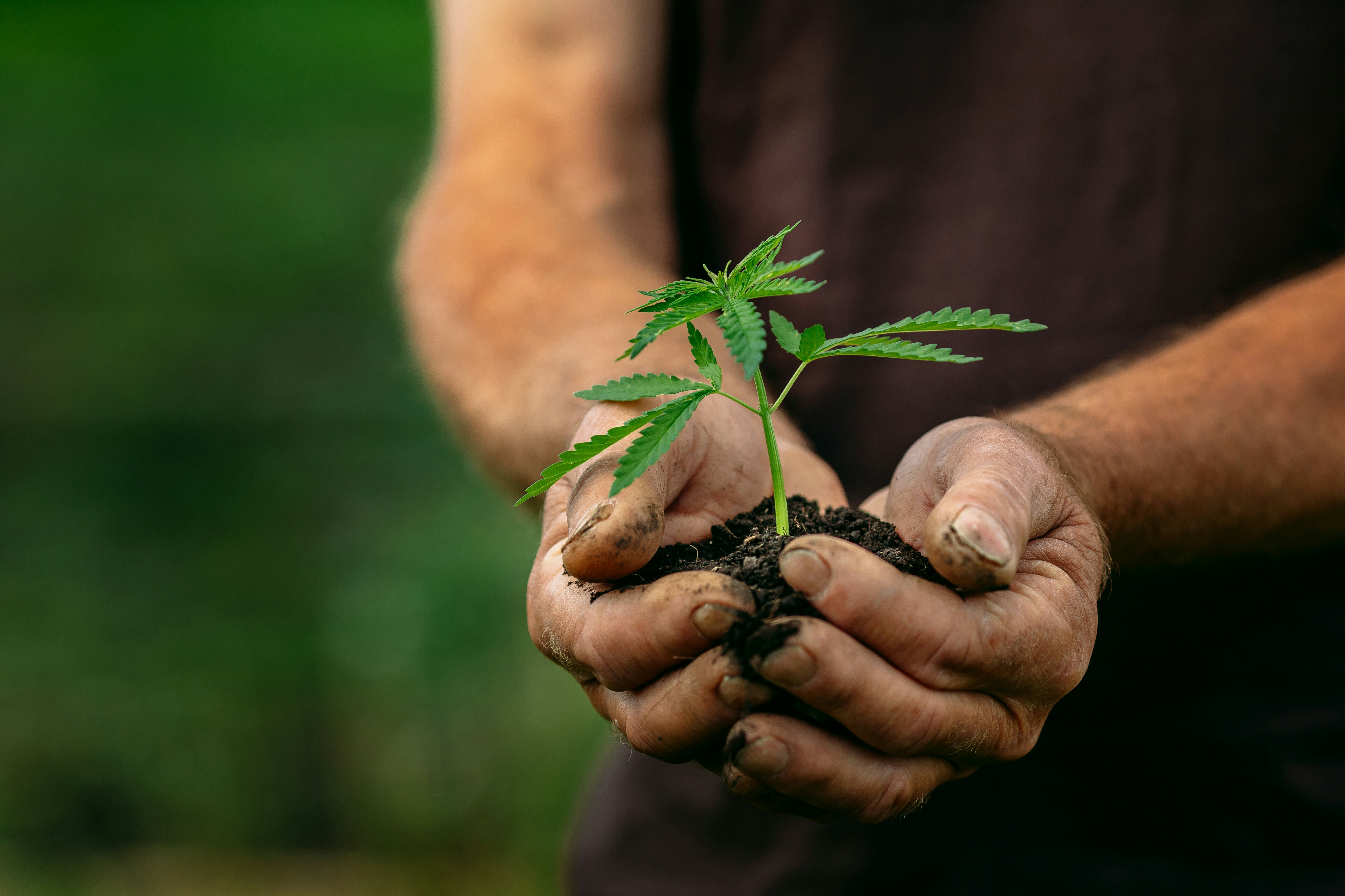 A Guide To The Gentle Process Of Transplanting Cannabis Seedlings