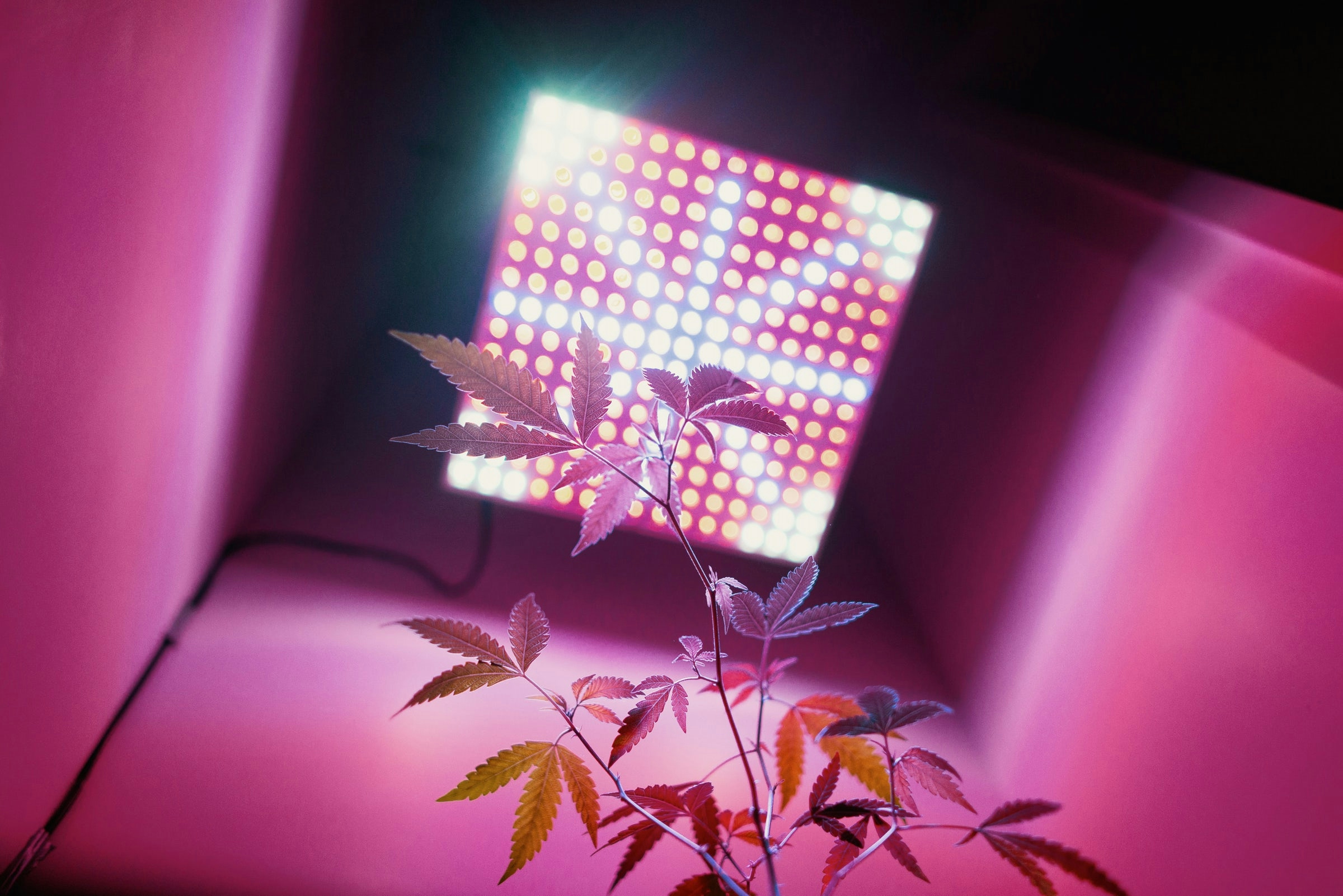 klamre sig Ampere voldgrav These Are The Best LED Grow Lights For Big Yields And Healthy Plants | Herb