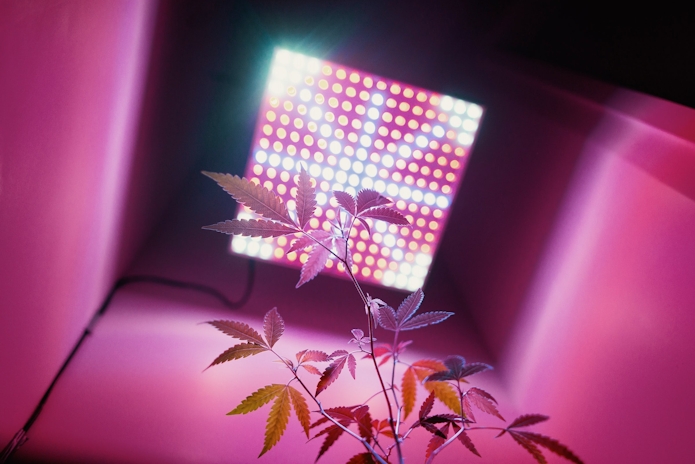 Best-LED-Grow-Lights-24