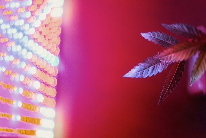 These Are The Best LED Grow Lights For Big And Plants