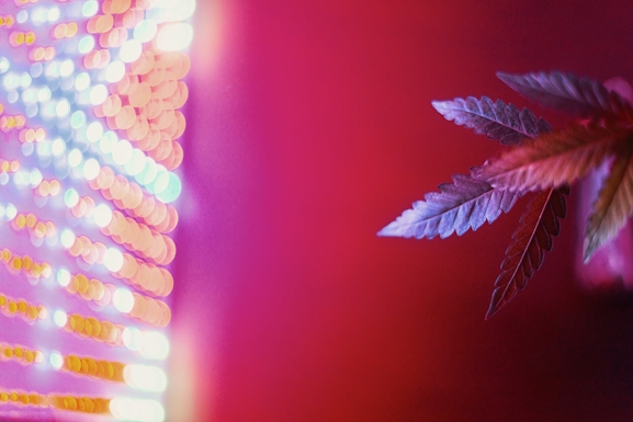 Best-LED-Grow-Lights-10 (1)