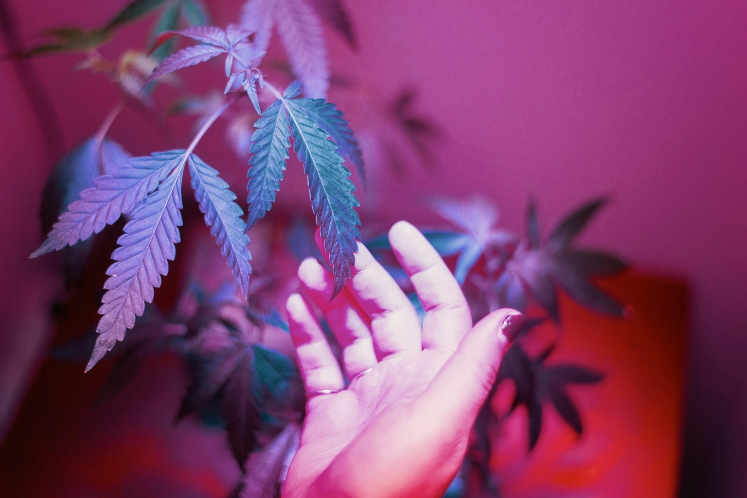 Best-LED-Grow-Lights-37