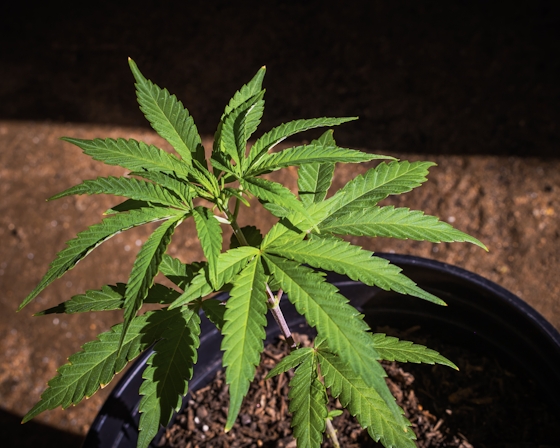 How To Grow Marijuana Outdoors: The Complete Guide