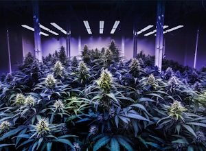 8 Steps To Build The Best Indoor Grow Setup