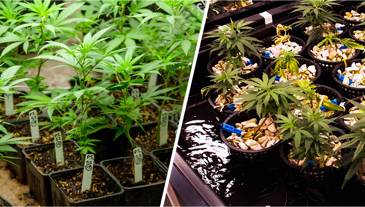 How To Grow Weed Indoors: 8 Easy Steps