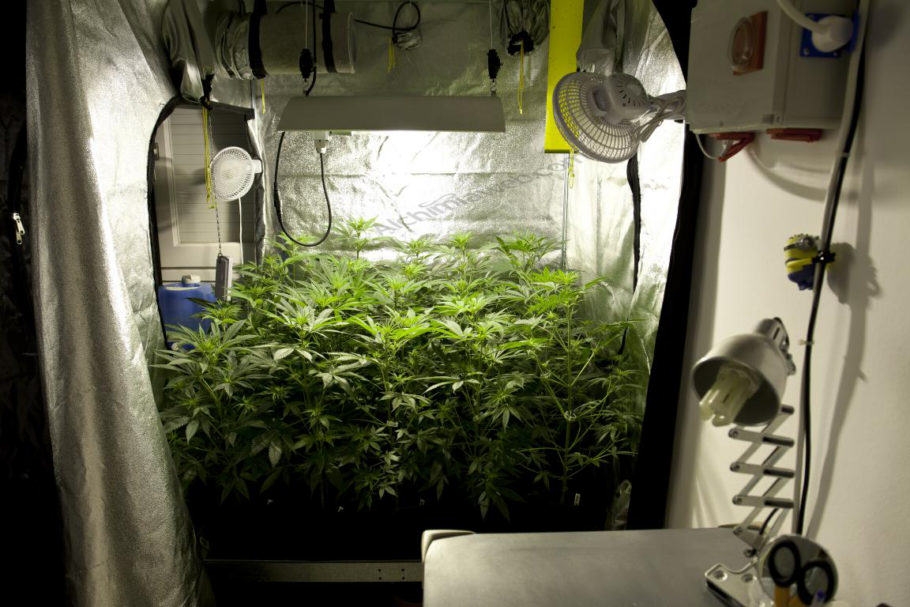 How To Grow Weed Indoors: 8 Easy Steps