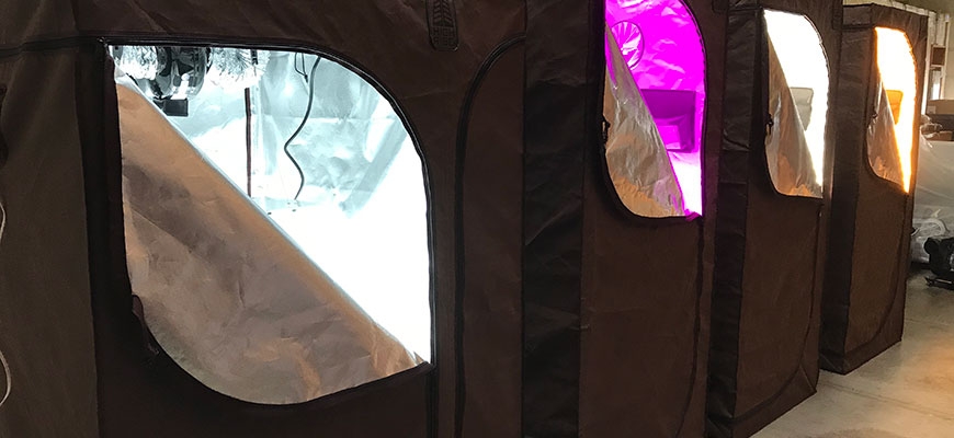 How To Grow Weed Indoors: 8 Easy Steps