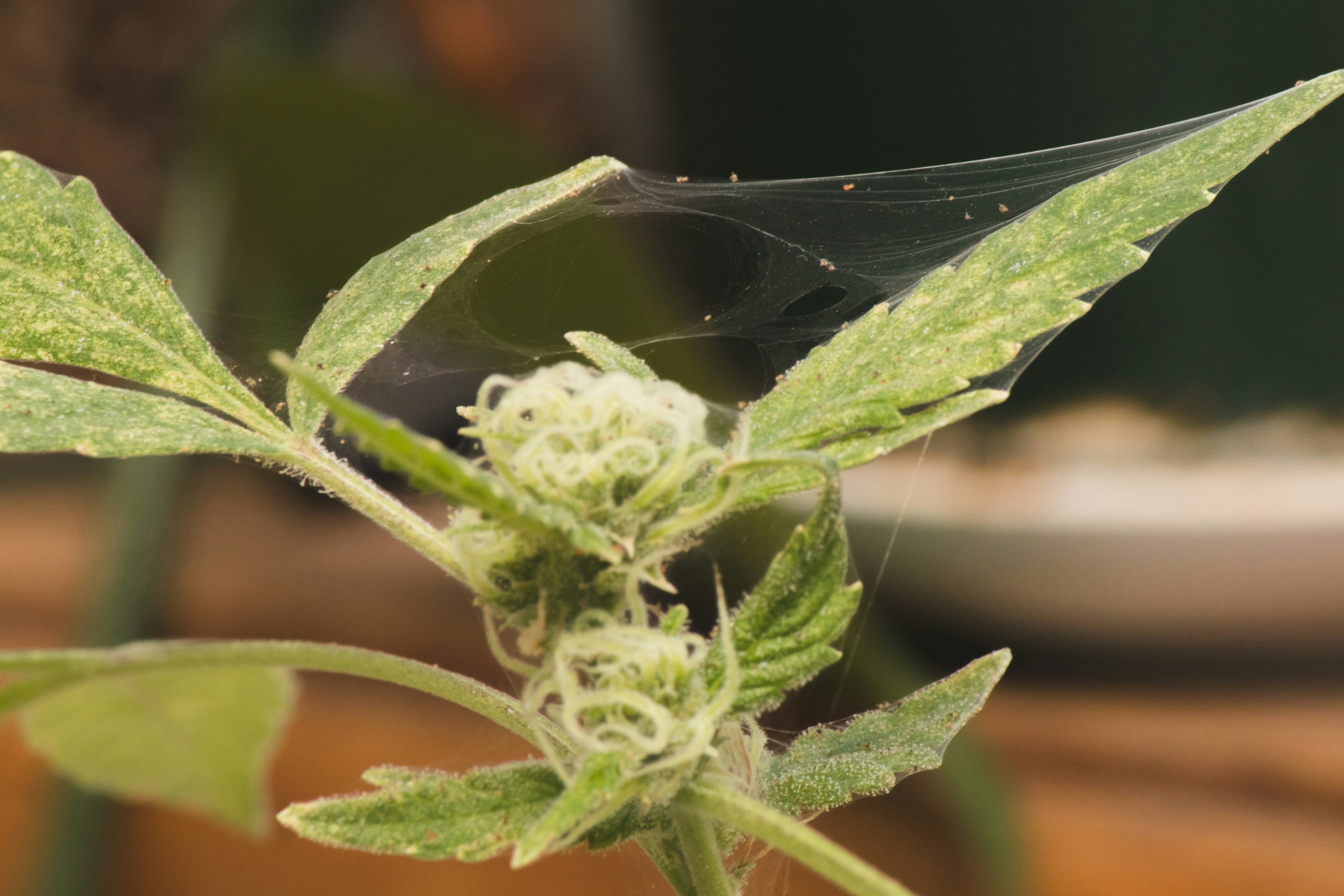 Here’s How To Get Rid Of Spider Mites