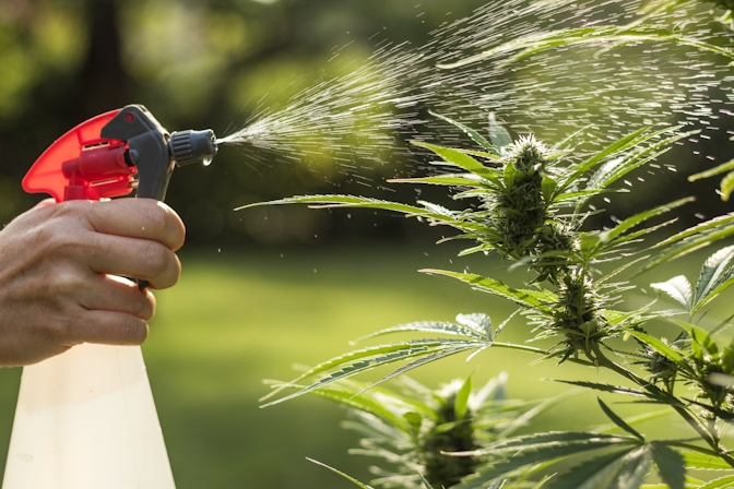 Here’s How To Get Rid Of Spider Mites