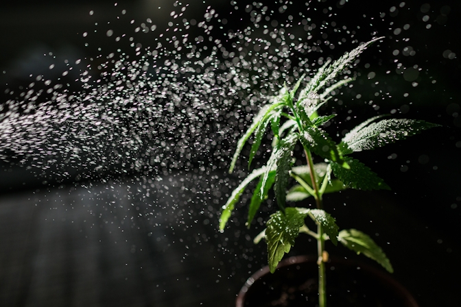 Here’s How To Get Rid Of Spider Mites
