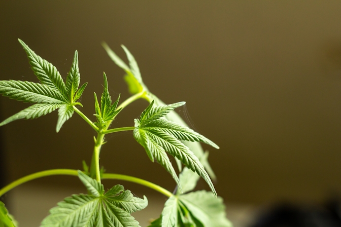 Here’s How To Get Rid Of Spider Mites