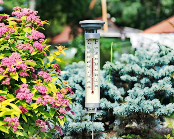 Here’s How To Get Rid Of Spider Mites