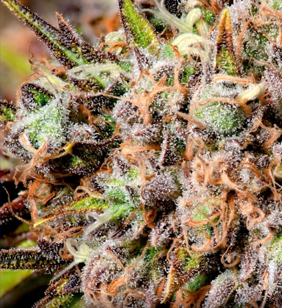 From Legacy Market To Legal: How Quality Can Get Better With Legal Grows