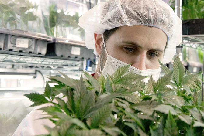 From Legacy Market To Legal: How Quality Can Get Better With Legal Grows