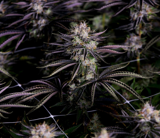 From Legacy Market To Legal: How Quality Can Get Better With Legal Grows