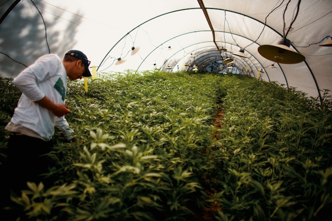 Thinking Of Starting Your Own Grow? You Need To Read Cannabis Breeding 101