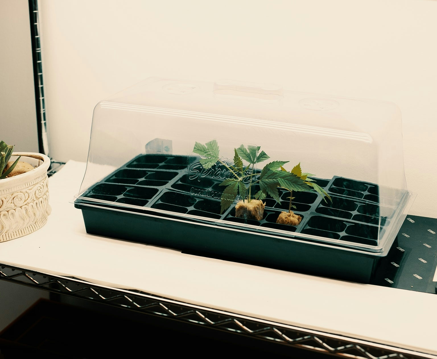 Cannabis-Breeding-101-4