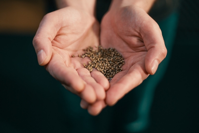 Thinking Of Starting Your Own Grow? You Need To Read Cannabis Breeding 101