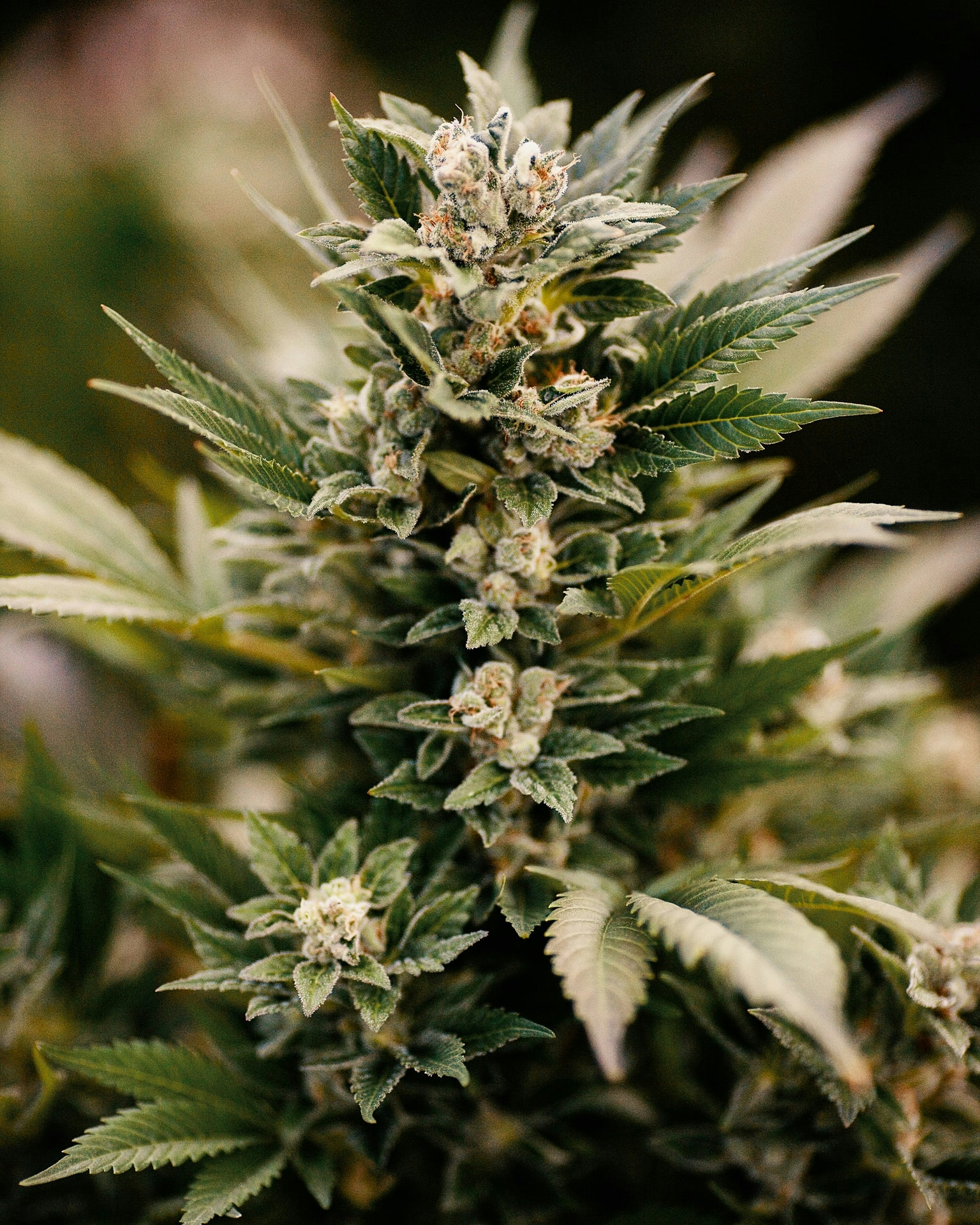 Thinking Of Starting Your Own Grow? You Need To Read Cannabis Breeding 101