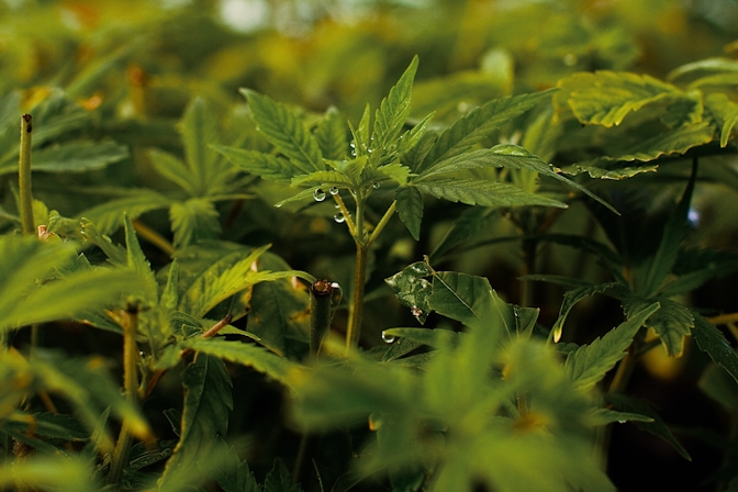 Cannabis-Breeding-101-3