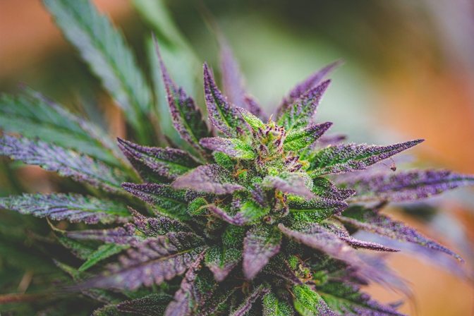 How To Grow Marijuana Outdoors: The Complete Guide