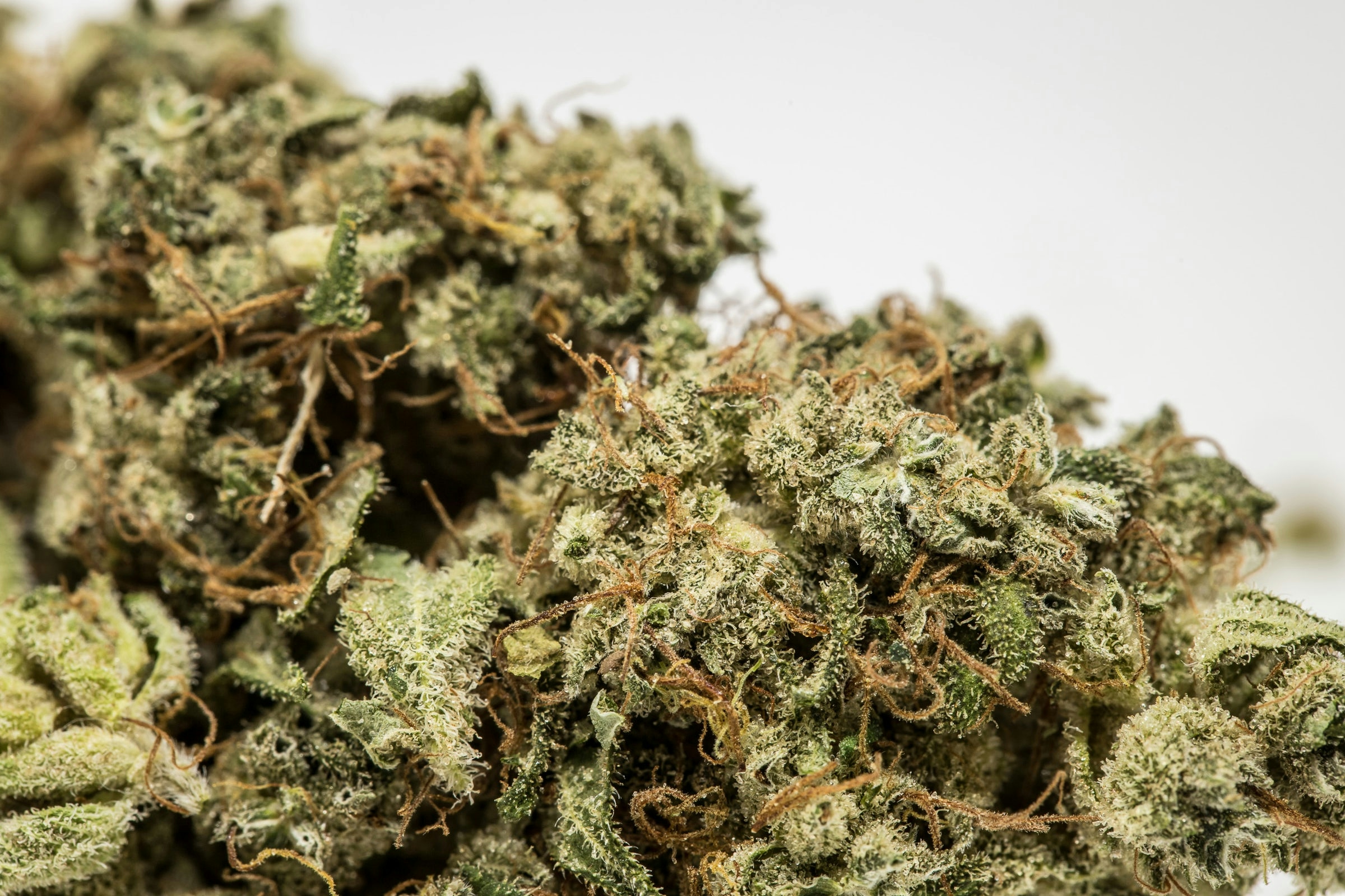 The Best Strains For Stoners Starting Out