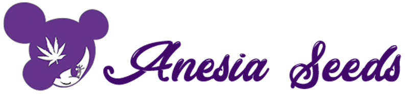 Herb’s Guide To The Best Online Cannabis Seed Banks Of 2025