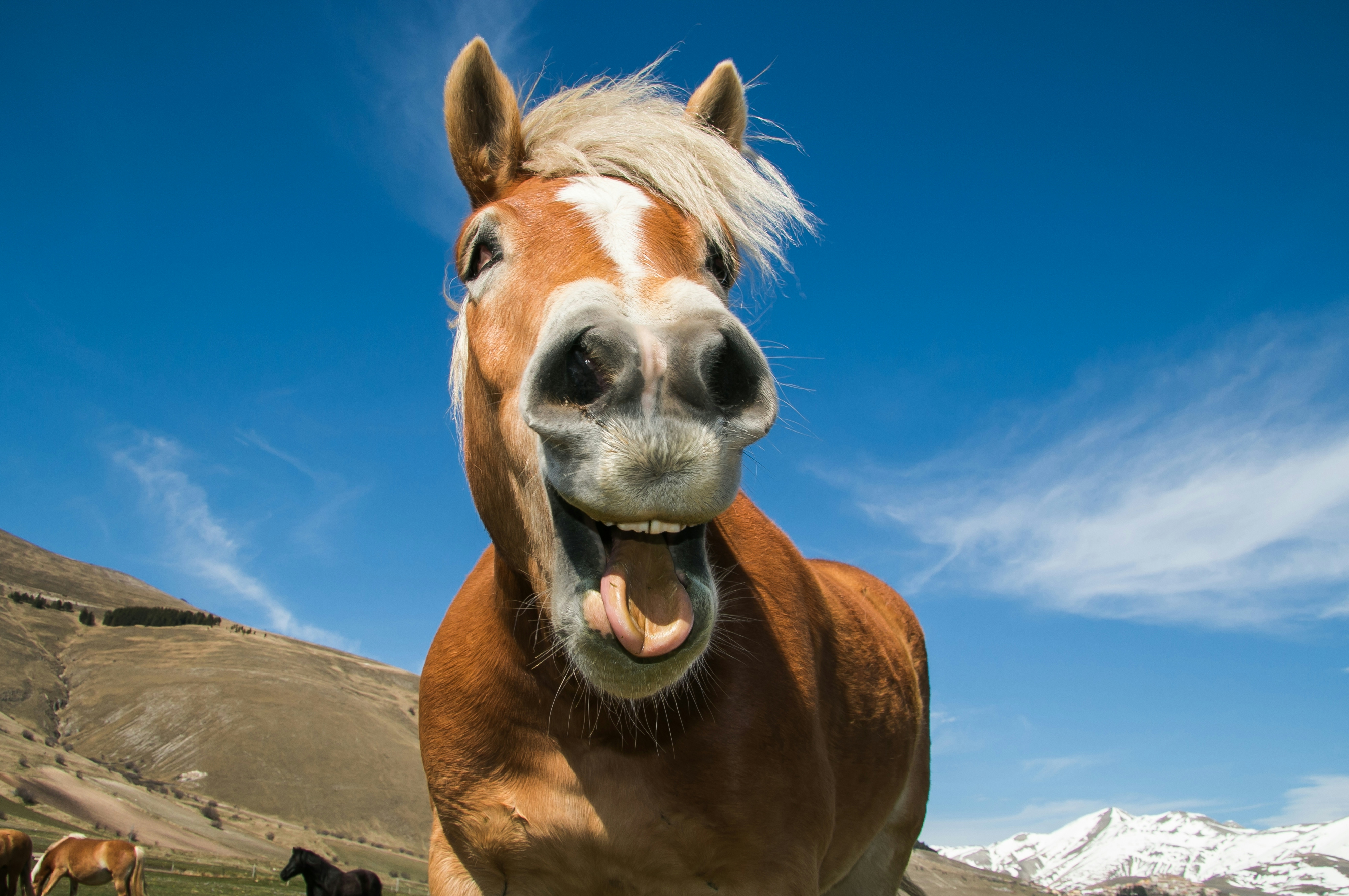 The 10 Best Hemp CBD Products For Horses