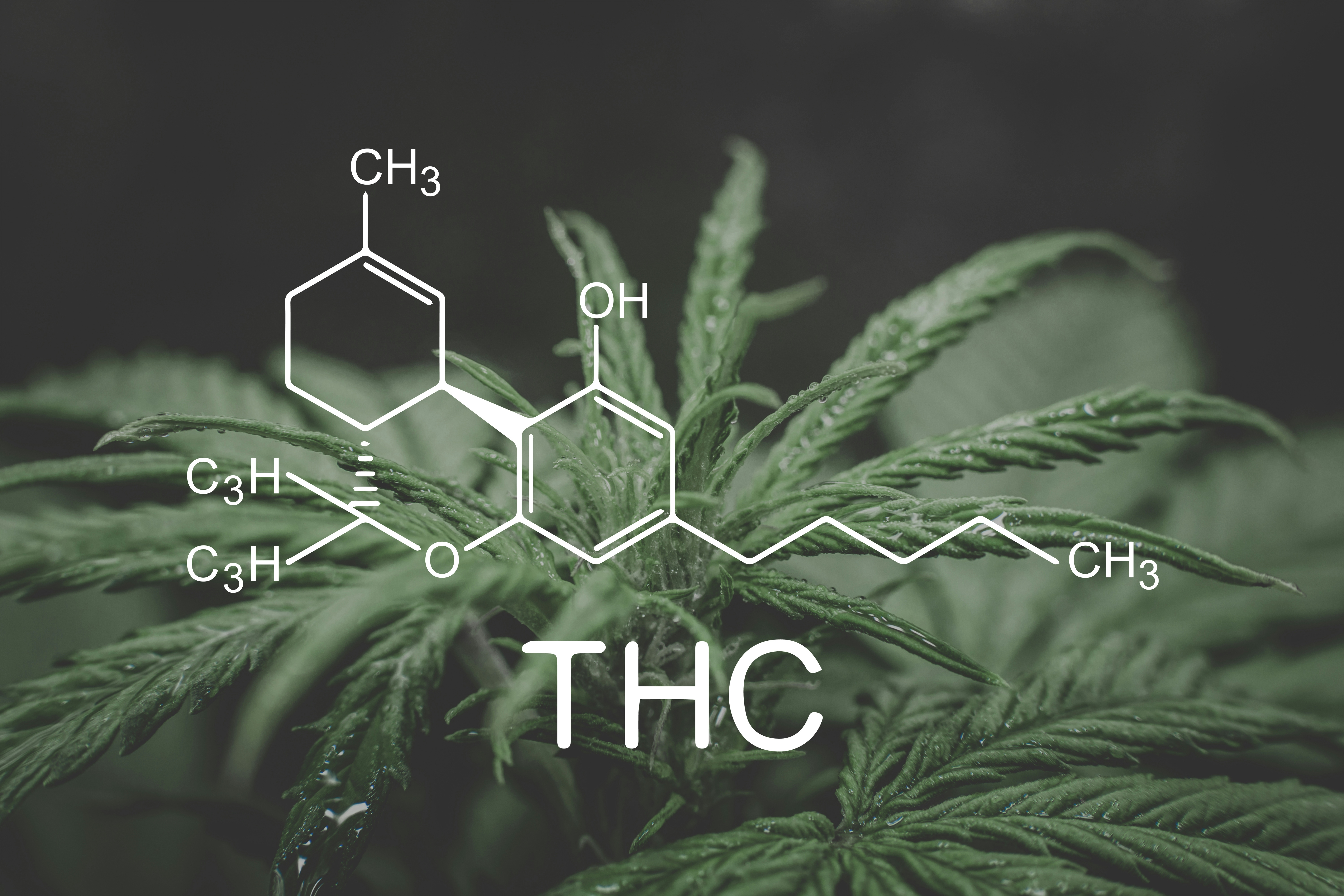 What Is THCV & What Are Its Effects | Herb