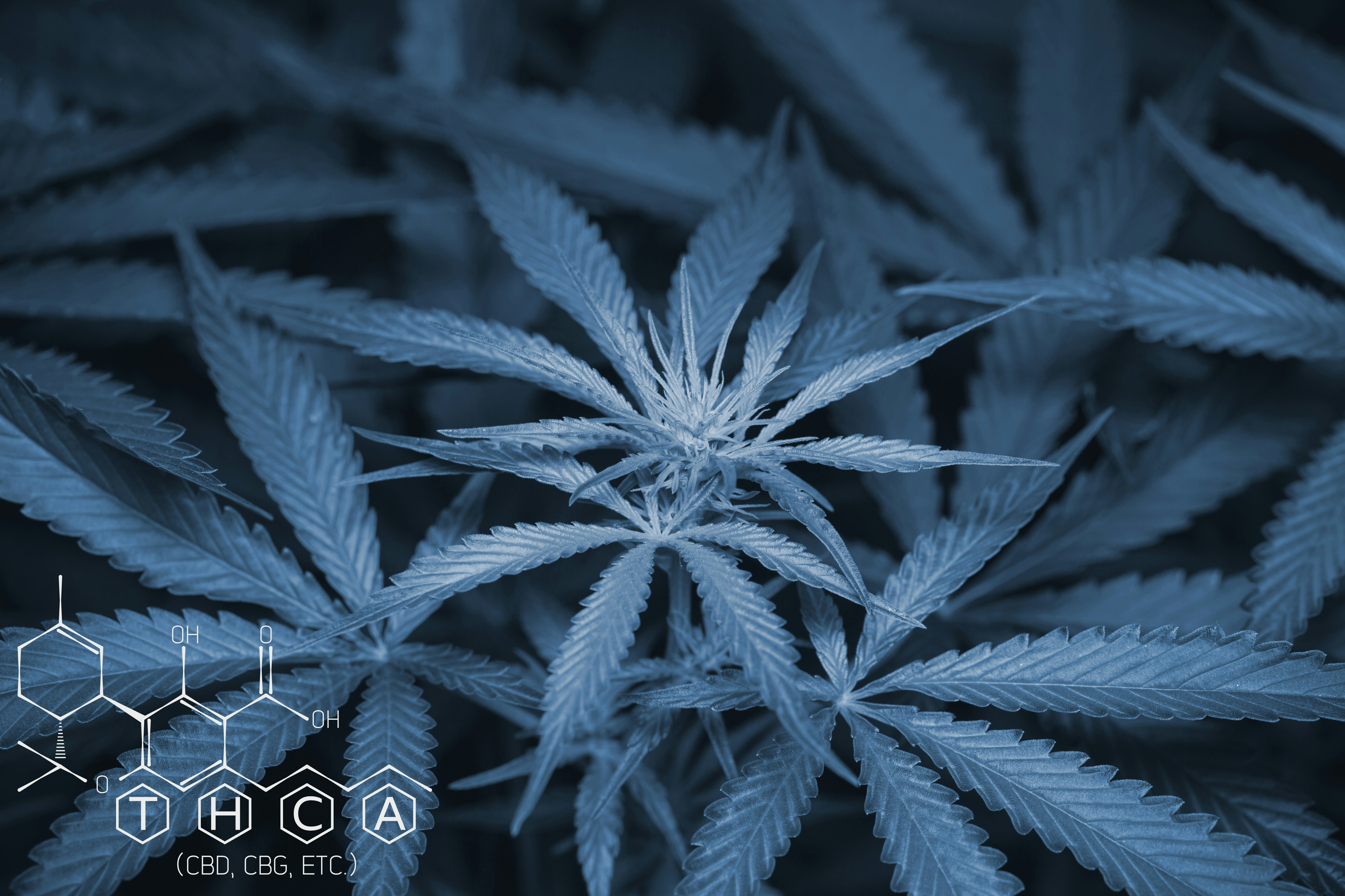 THC vs THCA: What’s The Difference?