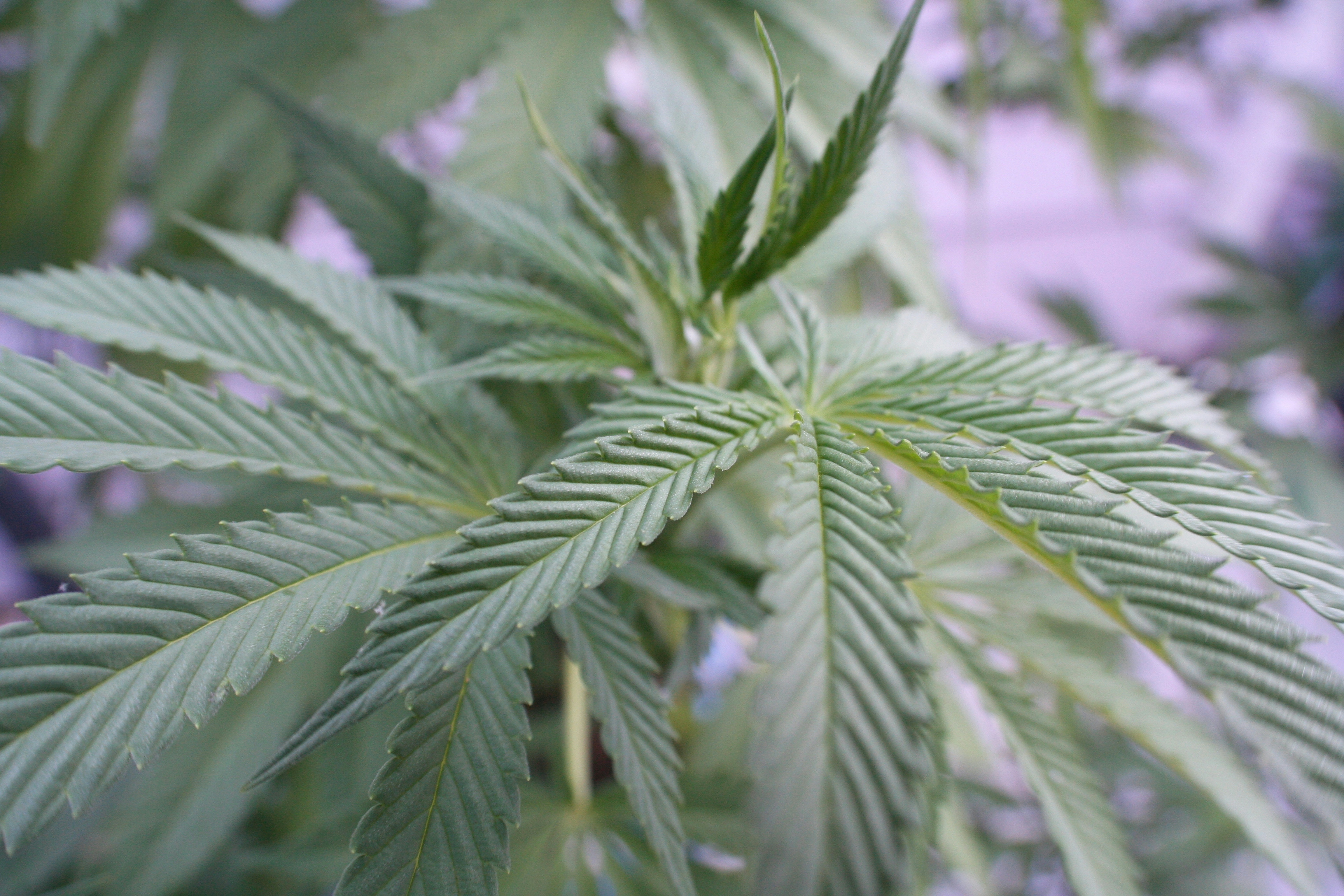 6 Ways To Use Cannabis Leaves