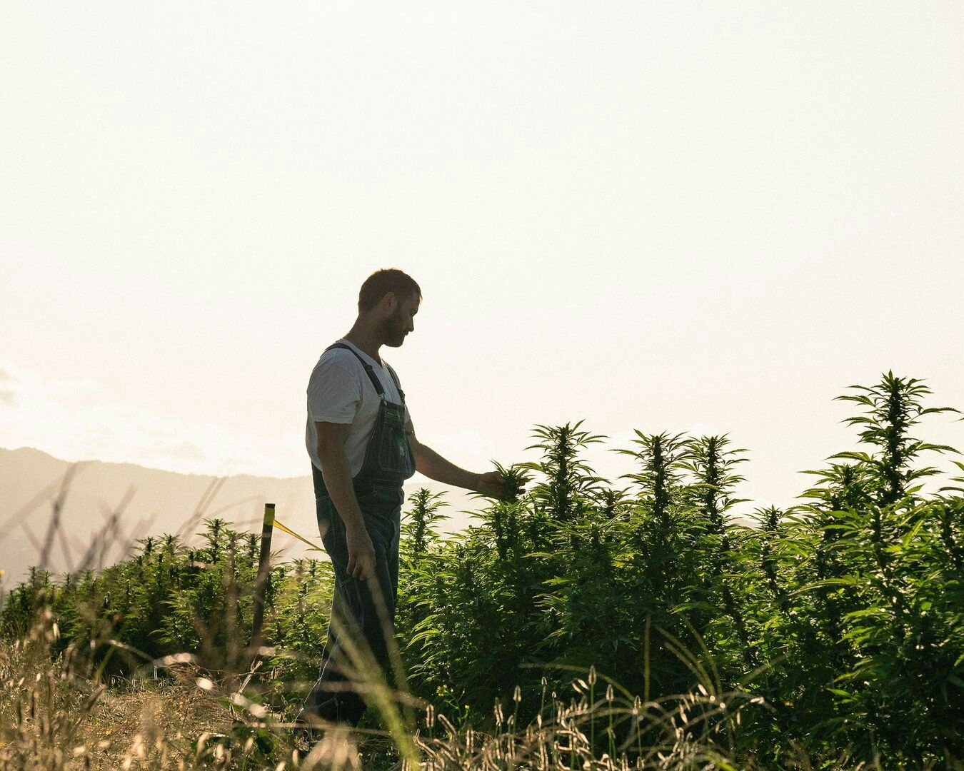 The Benefits Of Sun-Grown Cannabis: Here’s Why It’s Better Than Indoor