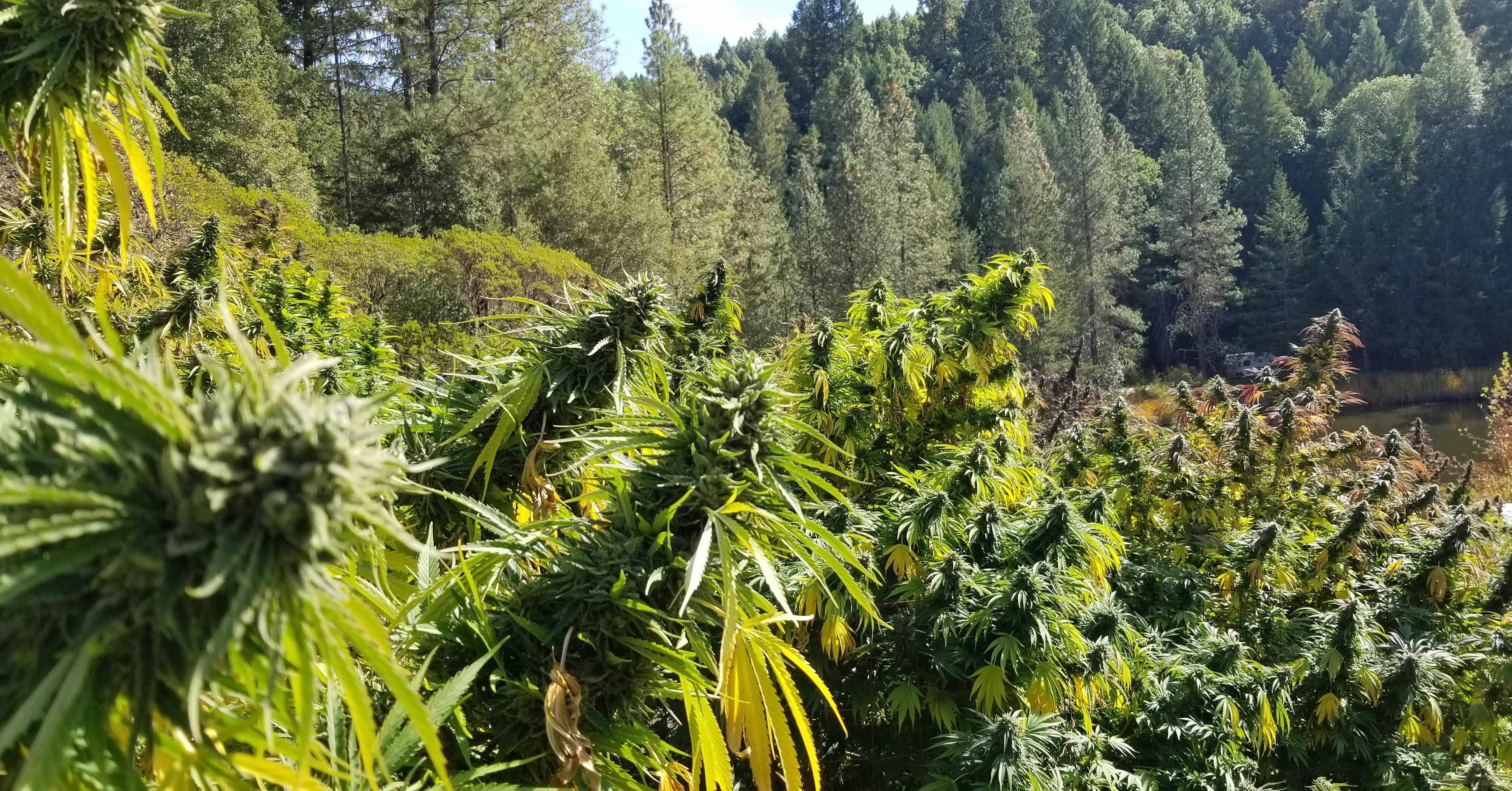 The Benefits Of Sun-Grown Cannabis: Here’s Why It’s Better Than Indoor