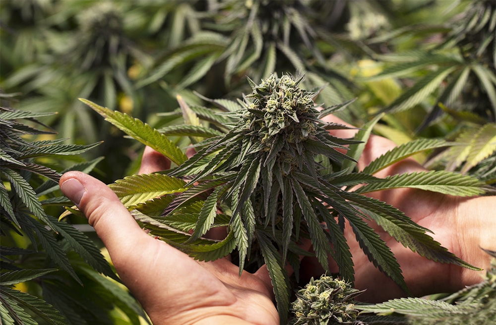 The Benefits Of Sun-Grown Cannabis: Here’s Why It’s Better Than Indoor