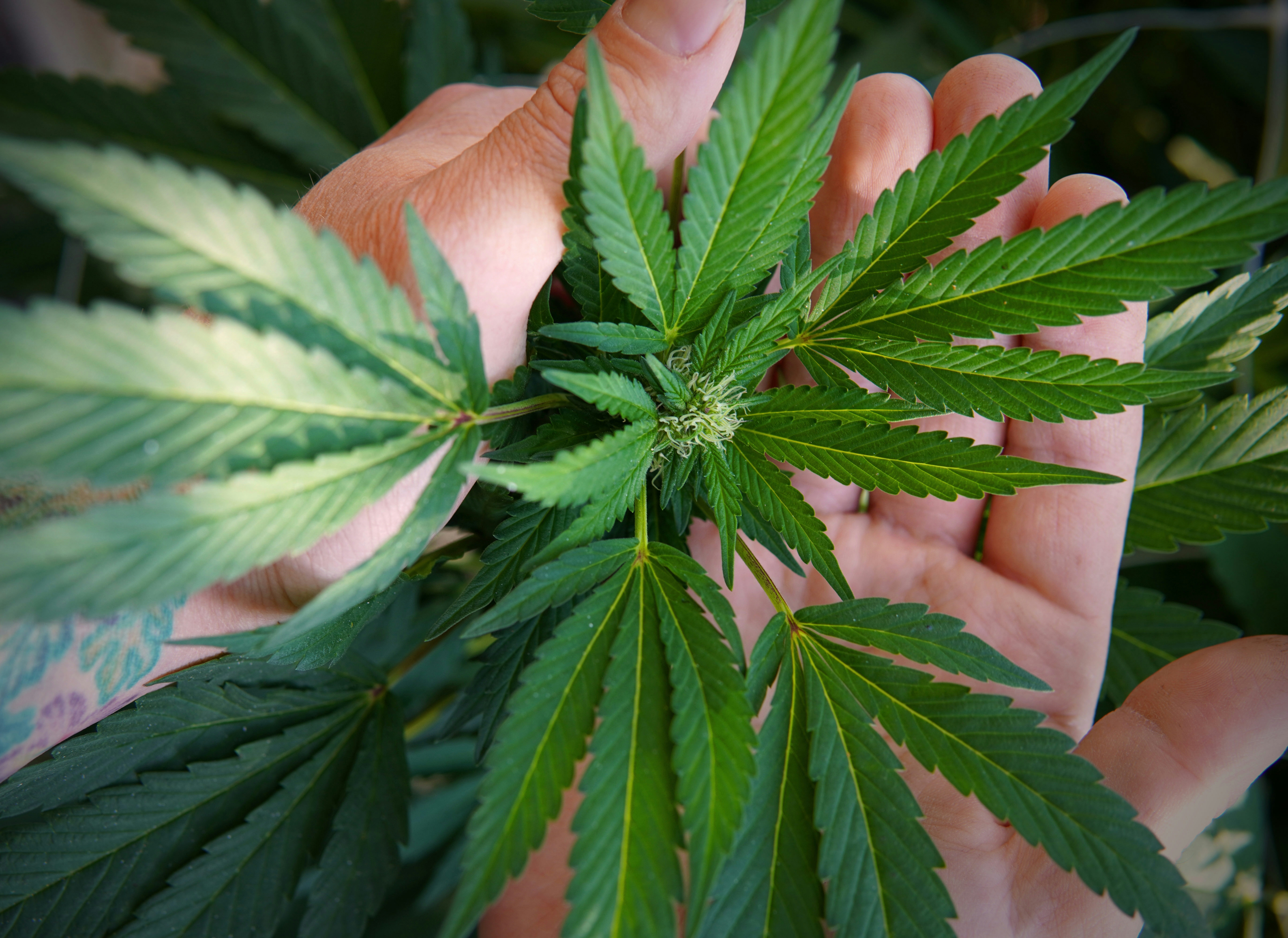 The Benefits Of Sun-Grown Cannabis: Here’s Why It’s Better Than Indoor